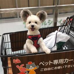 大耳狗形象爆料视频,萌态可掬的短视频引发网友热议 第2张 大耳狗形象爆料视频,萌态可掬的短视频引发网友热议 第2张