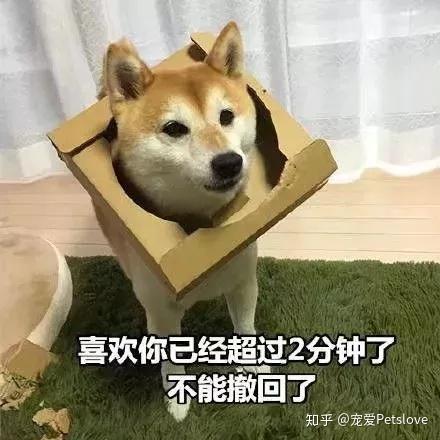 娱乐吃瓜君傻狗日常,傻狗日常的欢乐盛宴 第2张 娱乐吃瓜君傻狗日常,傻狗日常的欢乐盛宴 第2张